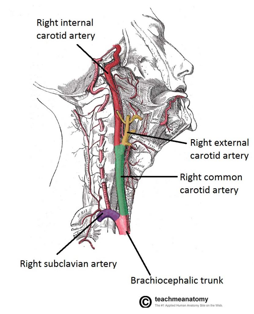 Printiable Mape Of Arteries And Viens – Principal Veins – Human Anatomy